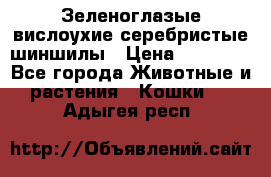 Зеленоглазые вислоухие серебристые шиншилы › Цена ­ 20 000 - Все города Животные и растения » Кошки   . Адыгея респ.